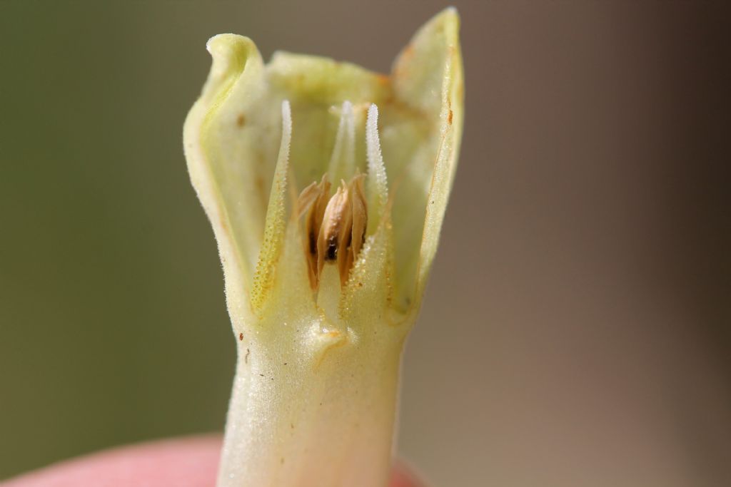 Symphytum tuberosum  / Consolida tuberosa